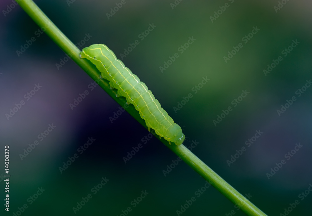 Grüne Raupe Grüne Raupe