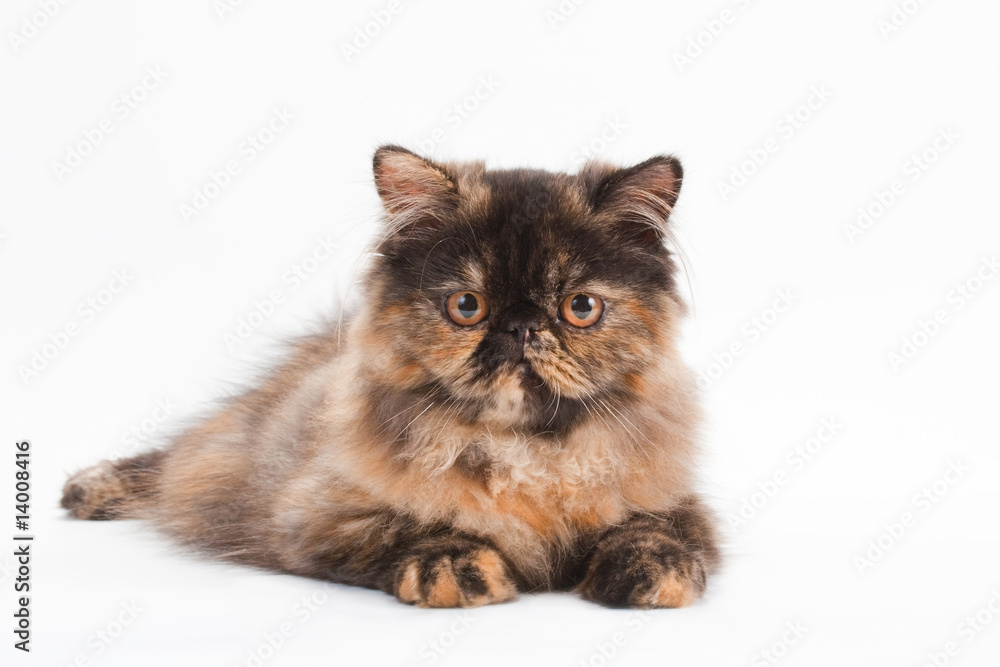 Female persian cat breed