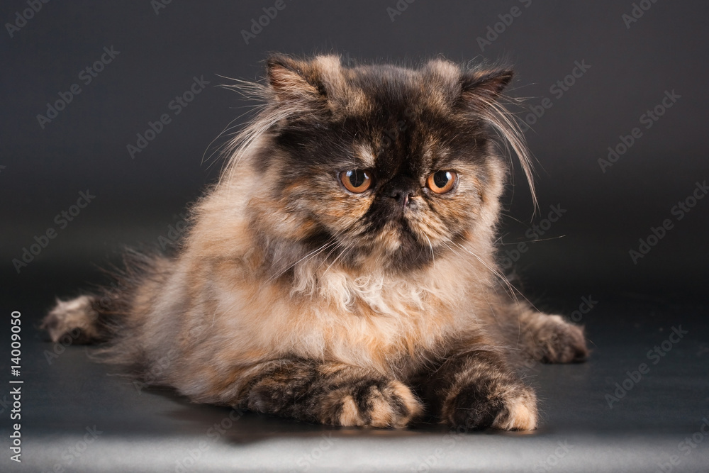 Female persian cat breed