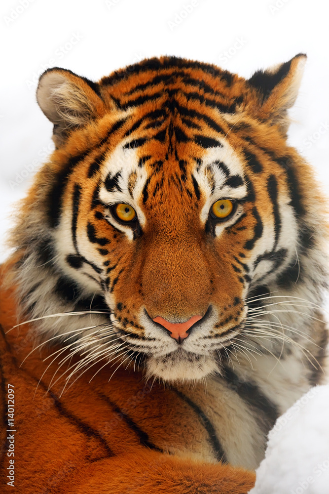 Naklejka premium Tiger portrait