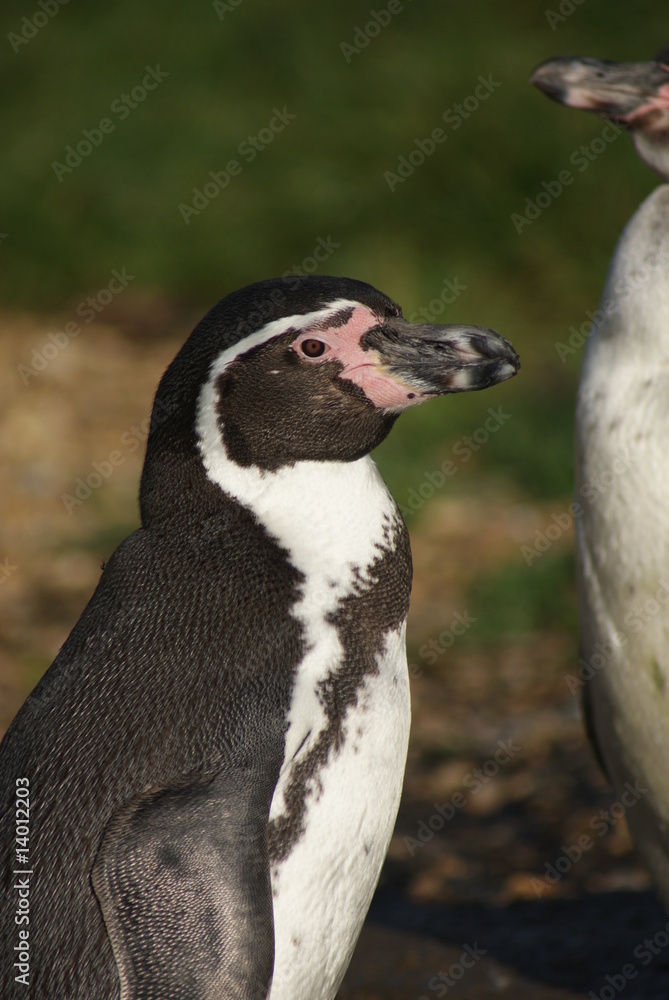 Obraz premium Humboldt Penguin