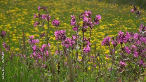 Lichtnelken photo