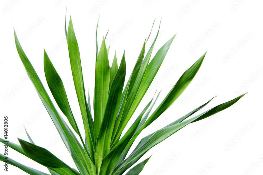 Obraz premium feuillage vert sur fond blanc