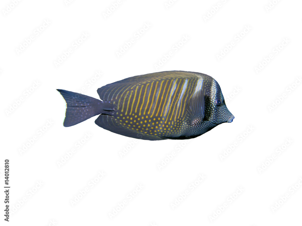 Isolated sailfin tang Fish on a white background