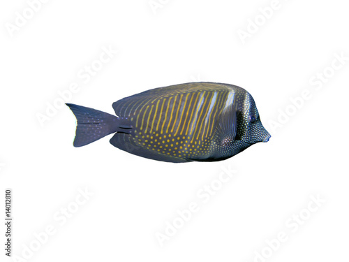 Obraz na płótnie Isolated sailfin tang Fish on a white background w salonie