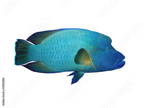 Obraz na płótnie Isolated napoleon Fish on a white background w salonie