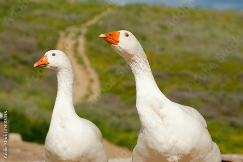 Murais de parede Portrait for two geese of which a blurred