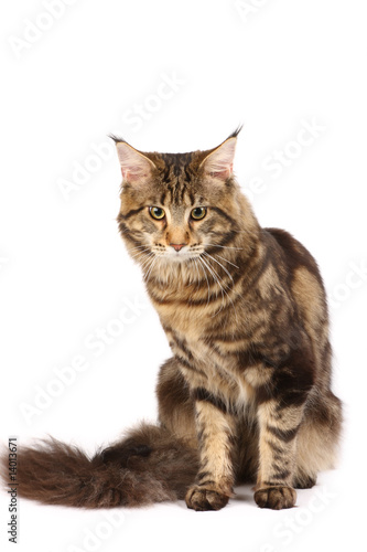 Maine-coon cat