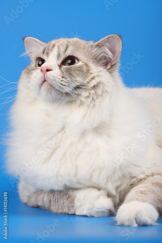 Portrait of a cat with blue eyes