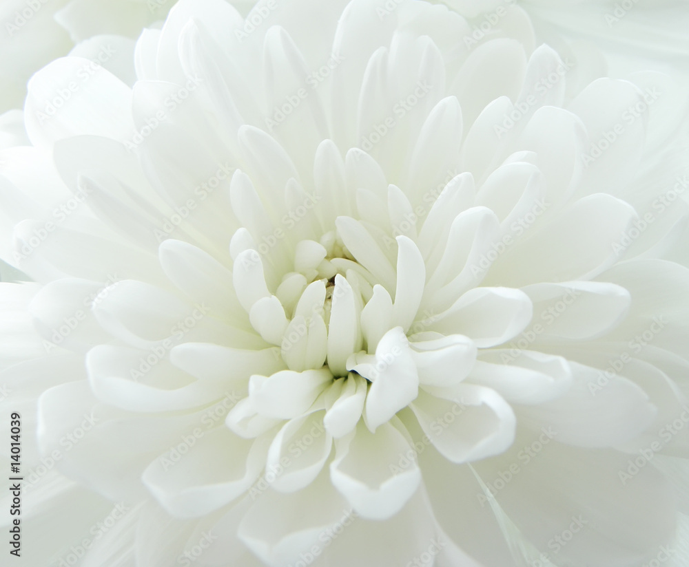 White chrysanthemum White chrysanthemum