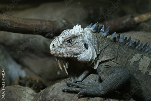 Lesser Antilles Iguana