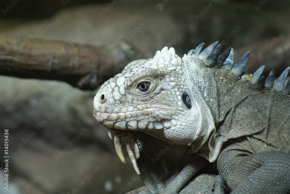 Lesser Antilles Iguana Lesser Antilles Iguana