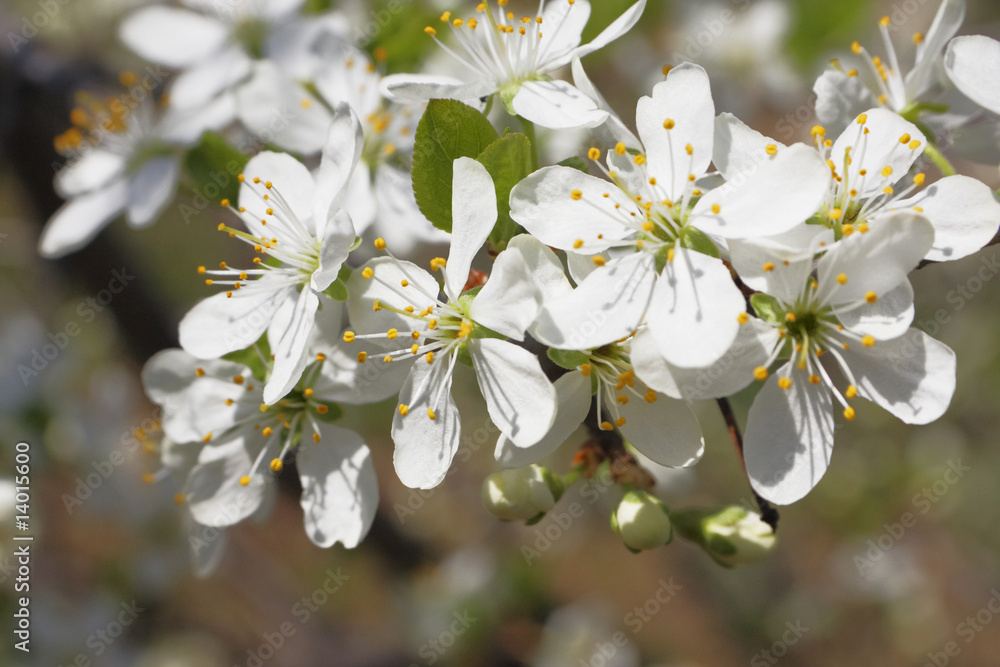 Apple blossom