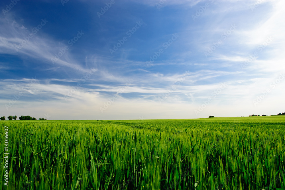 Fototapeta premium junges Getreide im Sommer 3