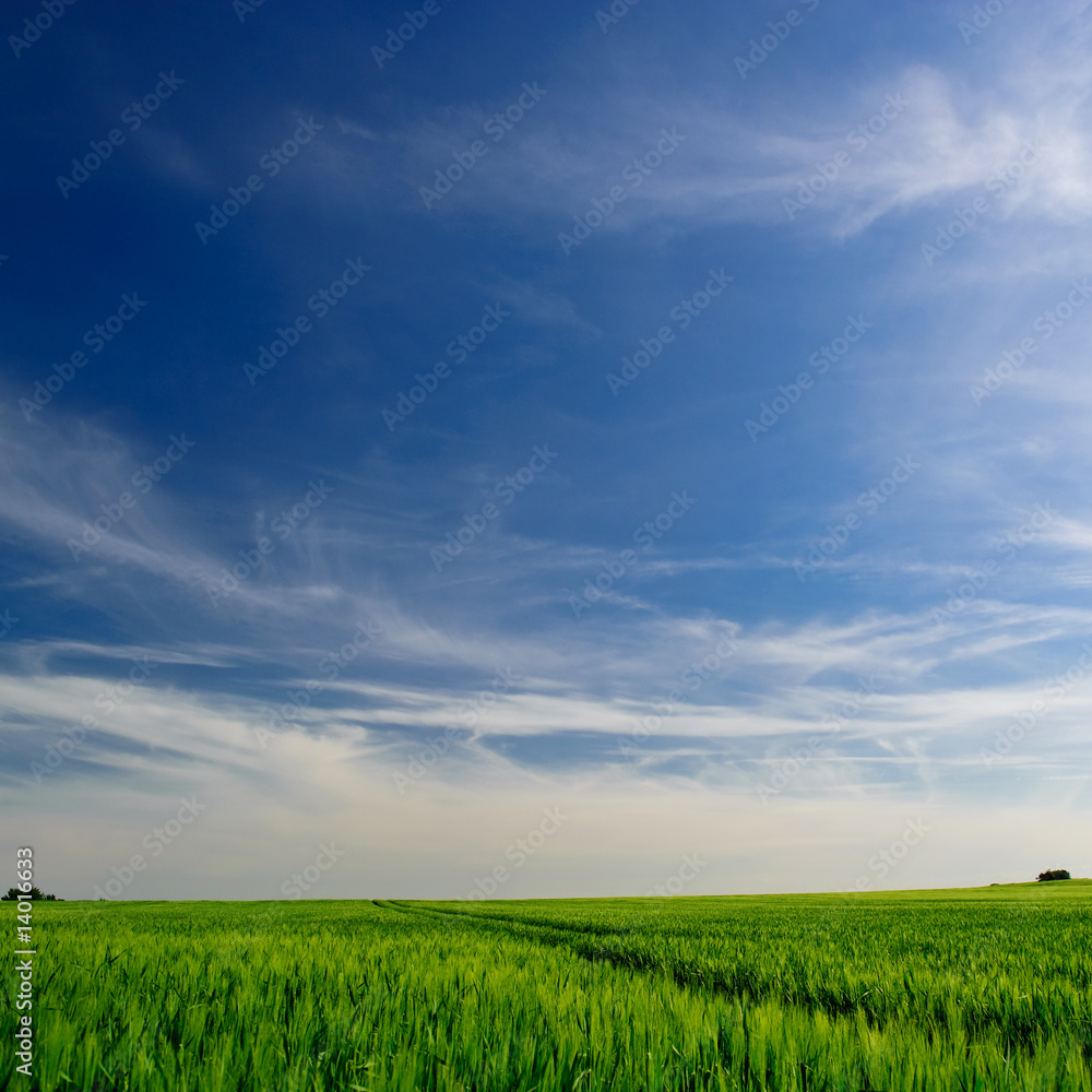 Obraz premium Getreidefeld unter blauem Himmel