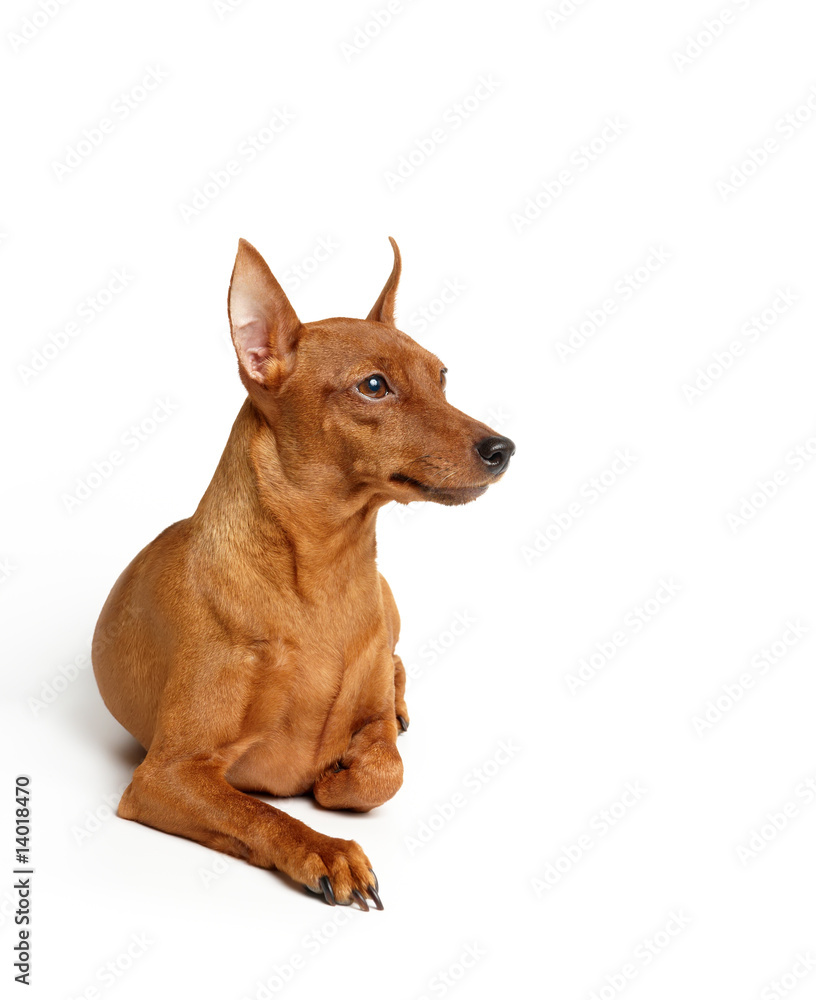 RED MINIATURE PINSCHER ISOLATED ON WHITE BACKGROUND