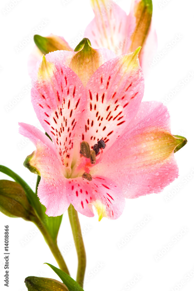 Beautiful pink alstroemeria
