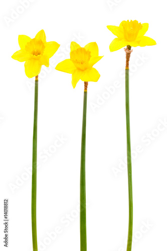 Fototapeta Naklejka Na Ścianę i Meble -  Beautiful yellow narcissus