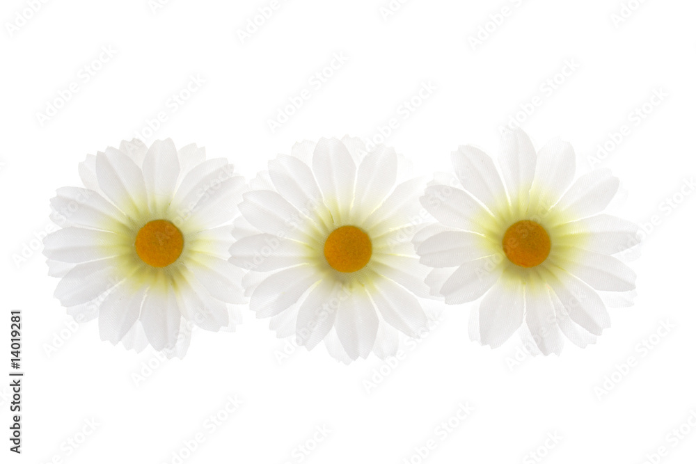 Fototapeta premium White Flowers