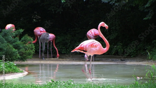 Flamingo Spinning Backwards