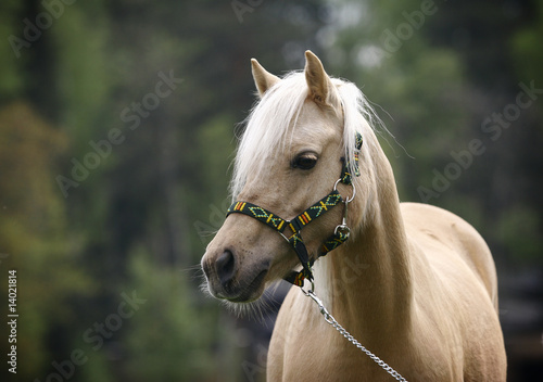 welsh pony in summer