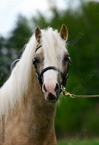 young purebred stallion of ...