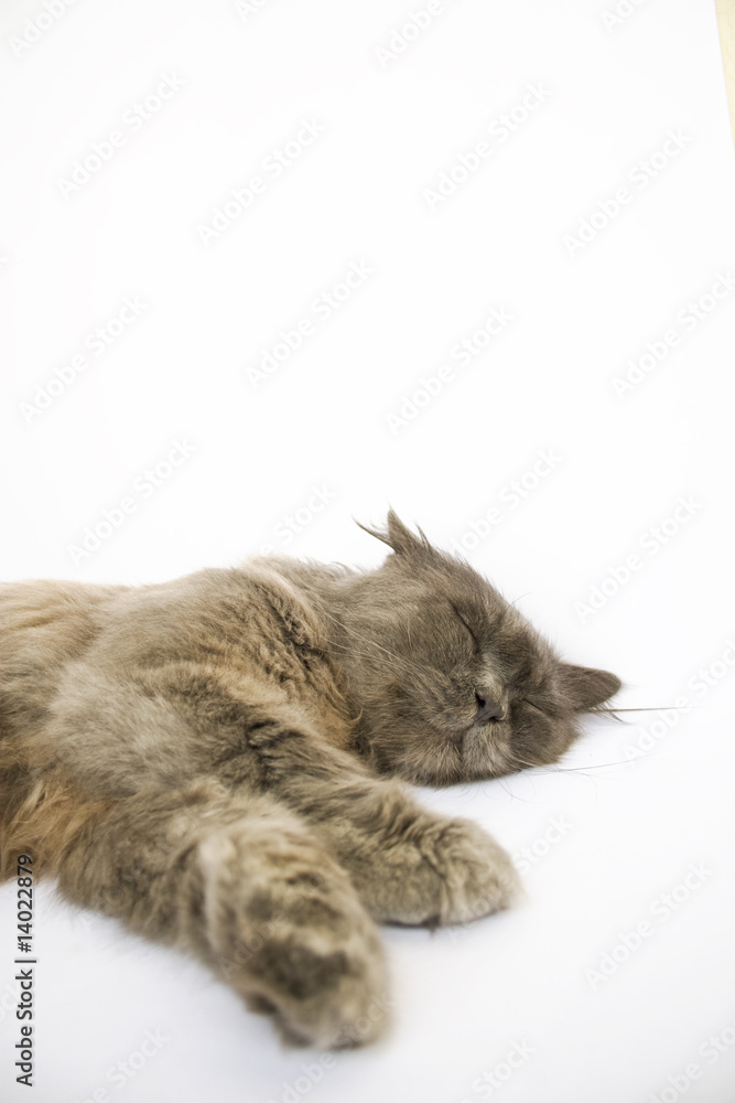 Obraz premium Day dreaming Cat