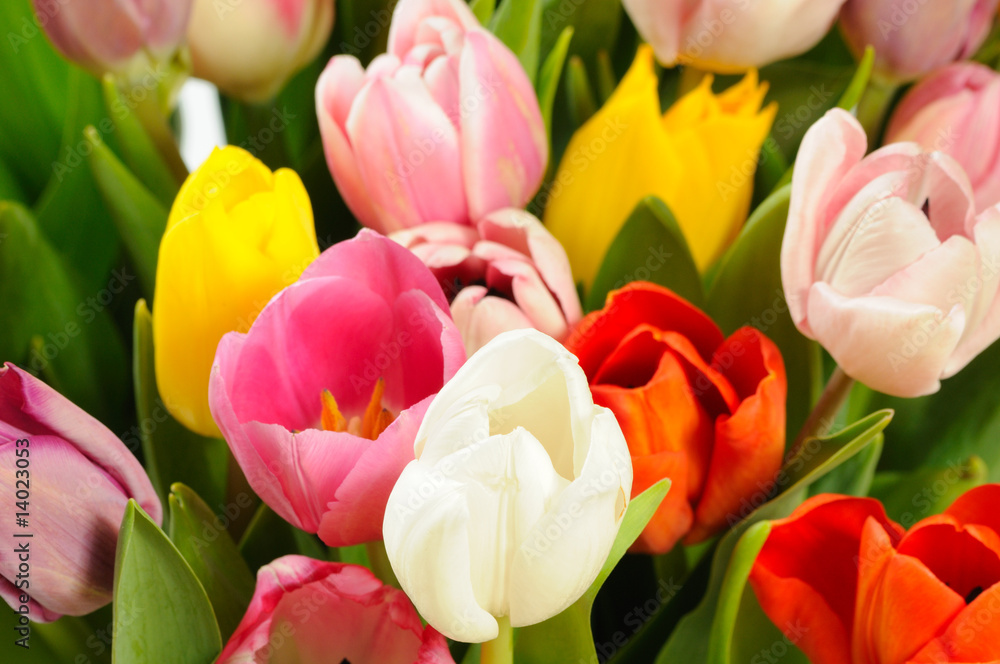 Fototapeta premium tulips background
