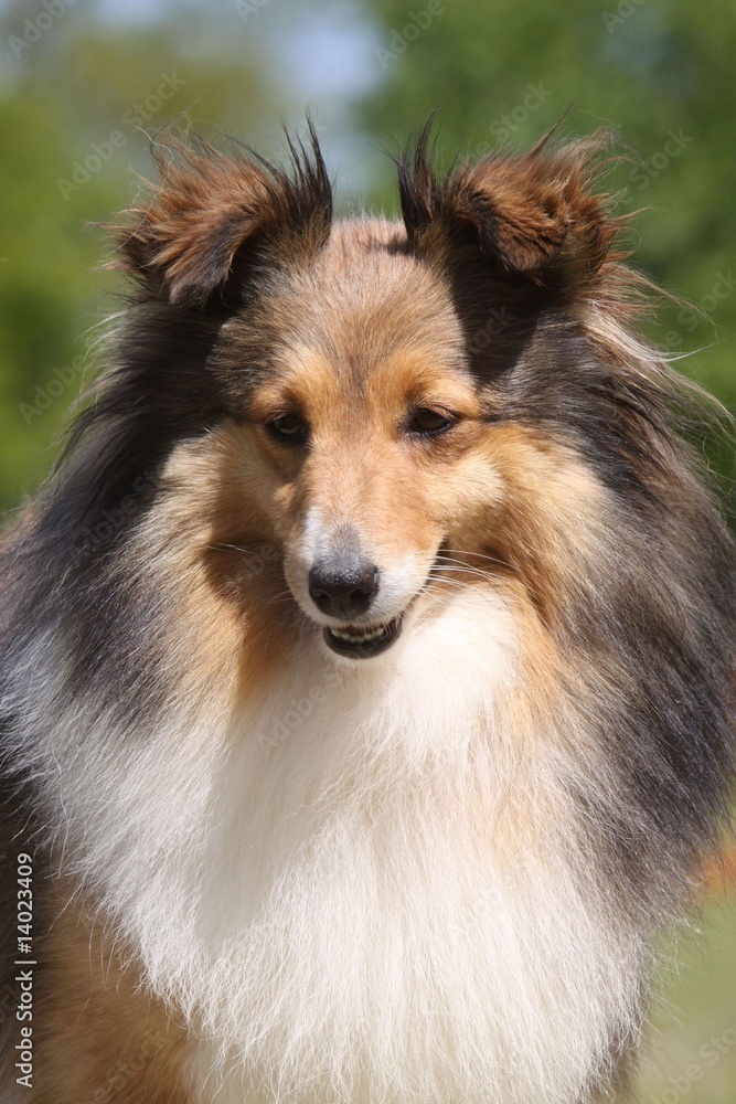 portrait d'un berger des shetland en gros pan -douceur,calme portrait d'un berger des shetland en gros pan -douceur,calme