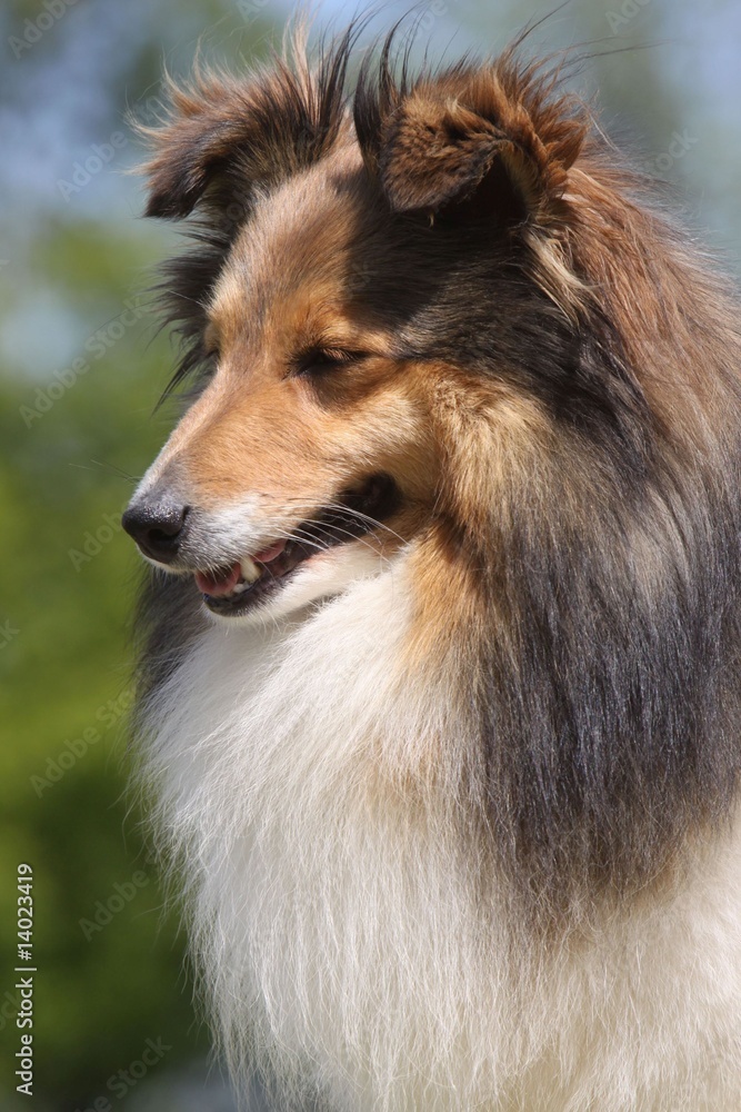 portrait de profil d'un berger des shetland - tête,gros plan