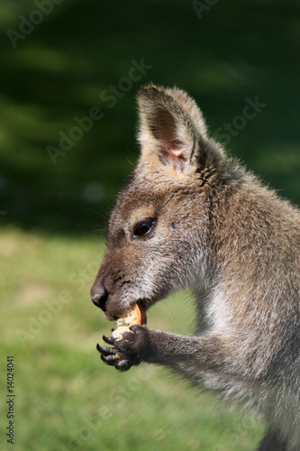 Brot fressendes Bennett-Känguru © Martina Berg