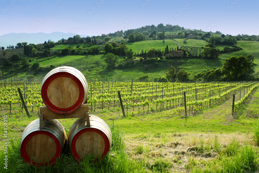 Obraz premium vigne e botti di vino