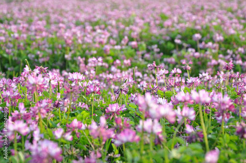 Pink lucerne field