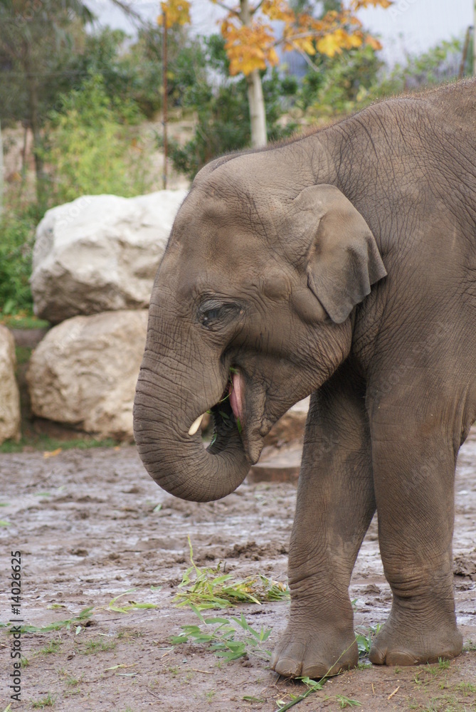 Naklejka premium Indian Elephant: Eating