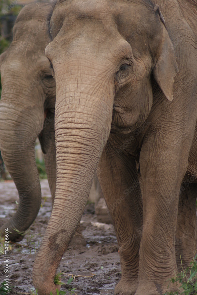 Obraz premium Indian Elephants