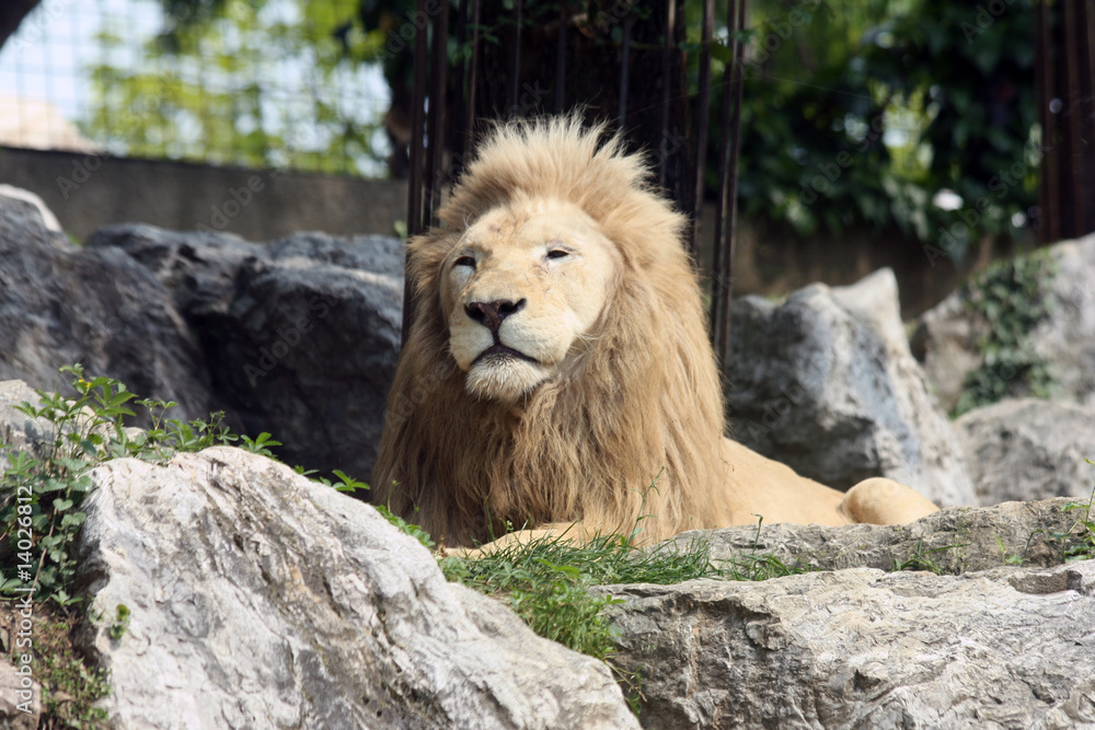 Obraz premium Lion 5
