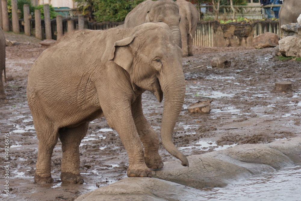 Fototapeta premium Indian Elephant: Waterhole
