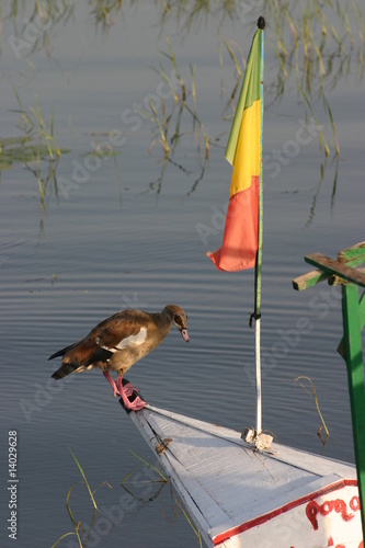 Patriotic Goose