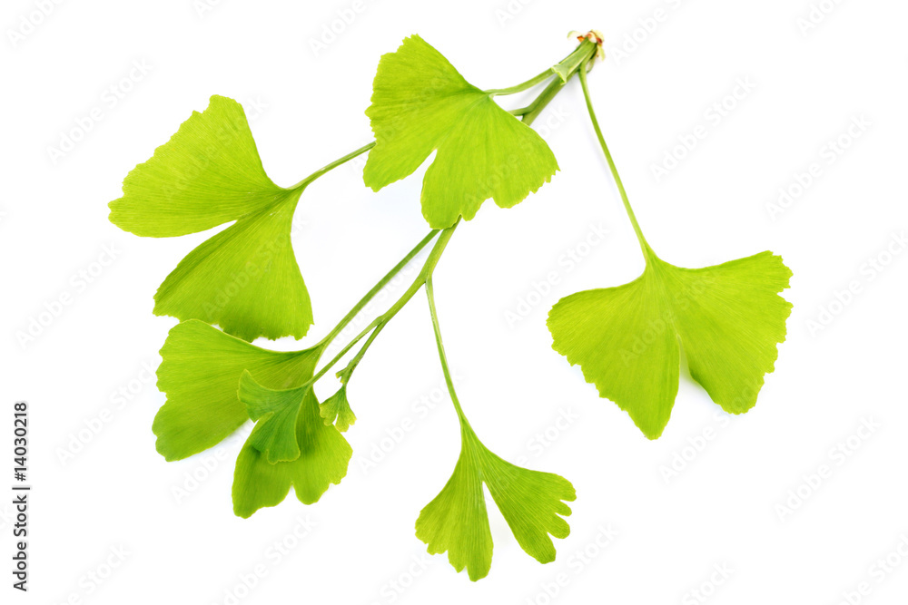 Fototapeta premium ginko leaves