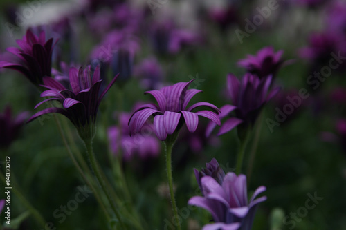 beautiful purple flowers