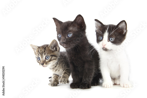 Fototapeta Naklejka Na Ścianę i Meble -  Trois petits chatons mignons