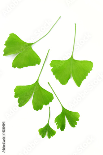 ginko leaves