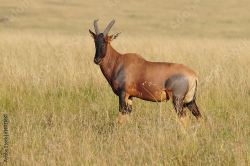 Topi  Damaliscus korrigum  at Masai Mara  Kenya