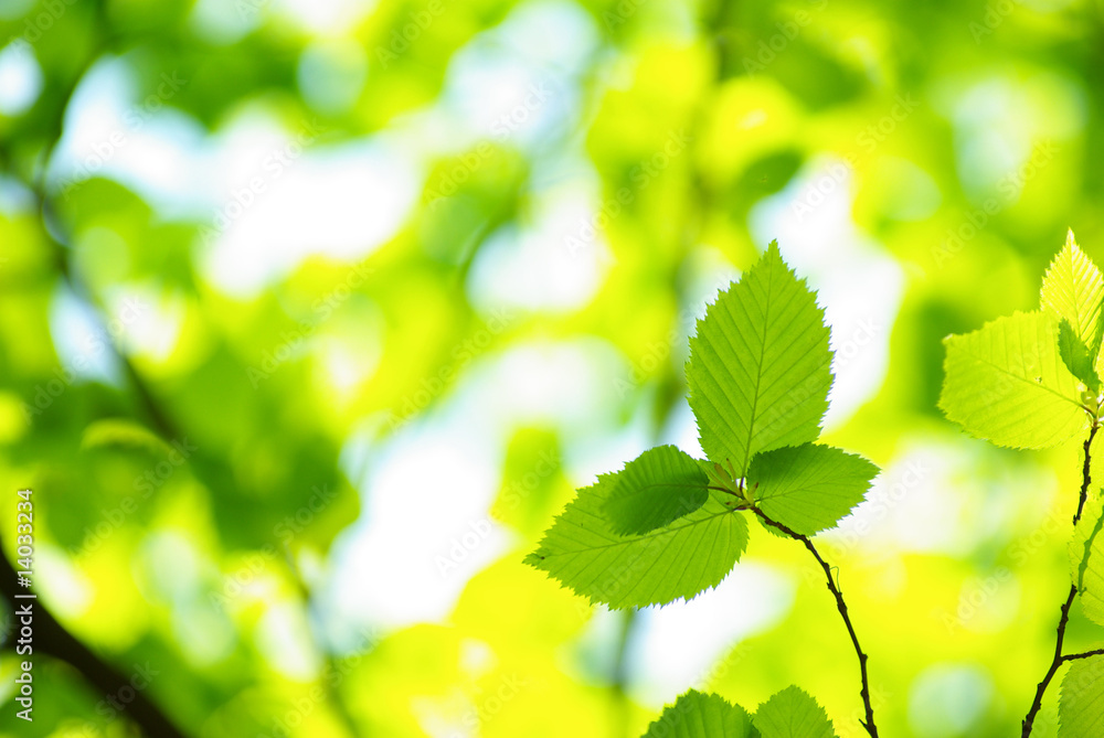 green leaves green leaves