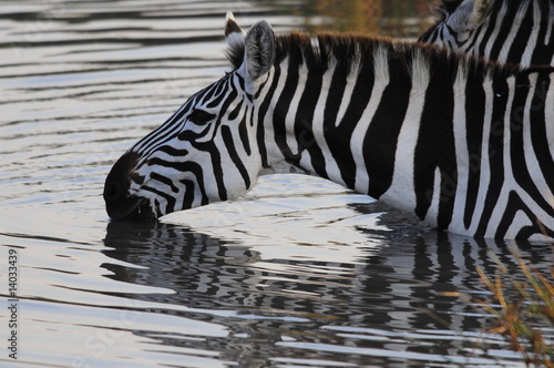 Zebra on watering at Masai Mara  Kenya