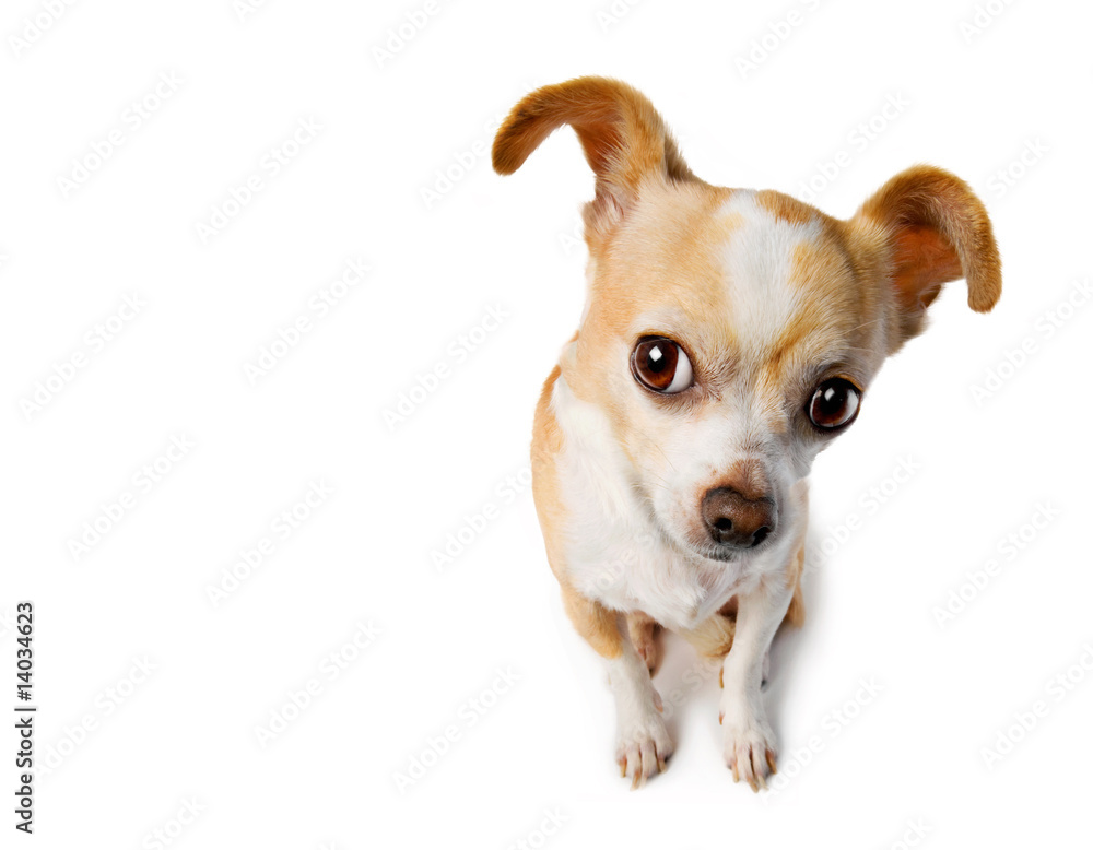Chihuahua Eavesdrops with Big Ears