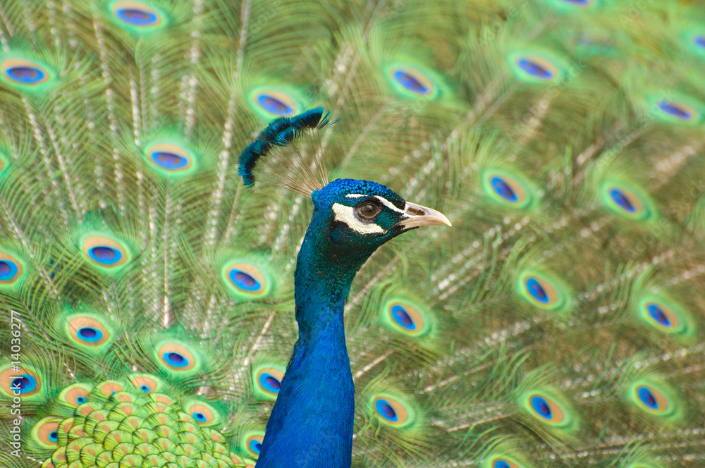 Obraz premium Indian Peafowl,