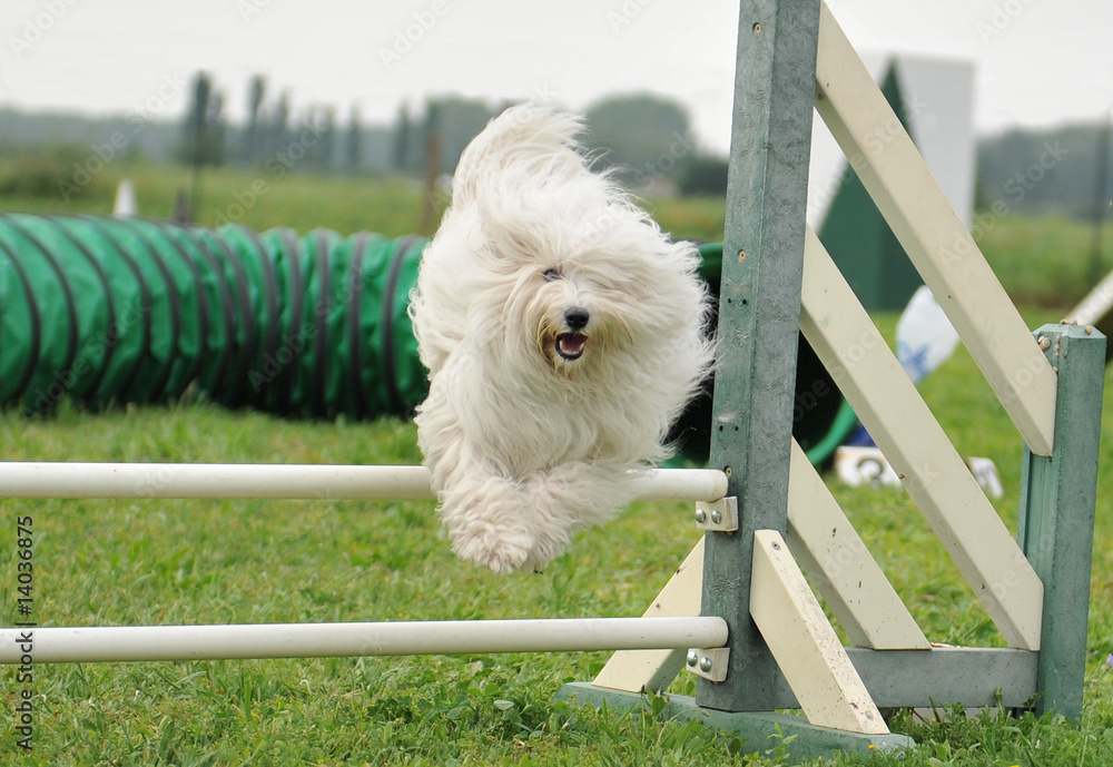 The Coton de Tulear: Agility, Charm, and a Whole Lot of Cotton