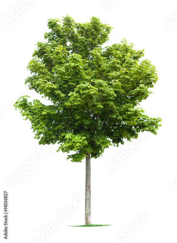 Maple Tree