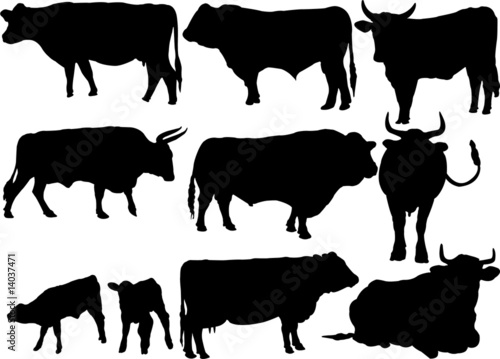 cattle collection vector